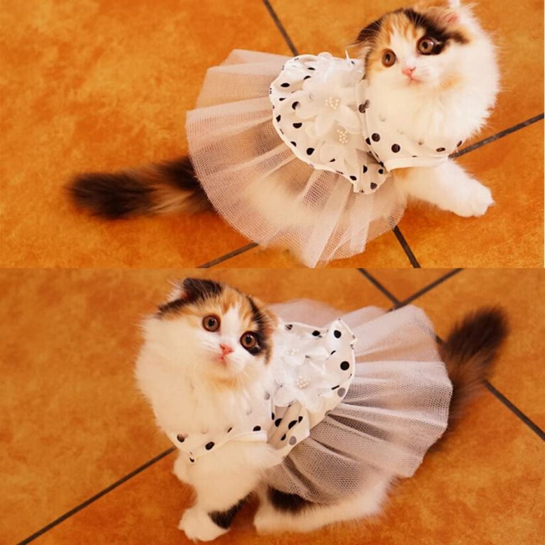 שמלת חתונה לחתול או כלב