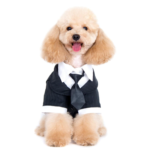 טוקסידו לכלבים חליפה רשמית עם עניבה שחורה ועניבת פרפר אדומה - הכי מתוק שיש!